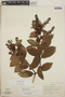 Gaultheria erecta image