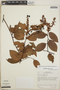 Gaultheria erecta image