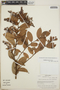 Gaultheria erecta image