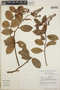 Gaultheria erecta image