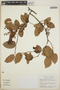 Gaultheria erecta image
