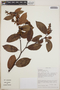 Gaultheria erecta image