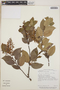 Gaultheria erecta image