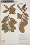 Gaultheria erecta image
