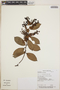 Gaultheria erecta image