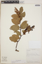 Gaultheria erecta image