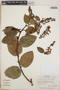 Gaultheria erecta image