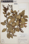 Gaultheria erecta image