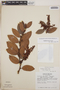 Gaultheria erecta image