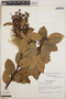 Gaultheria erecta image