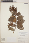 Gaultheria erecta image