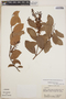Gaultheria erecta image