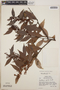 Gaultheria gracilis image