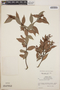 Gaultheria gracilis image