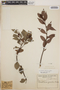 Gaultheria gracilis image