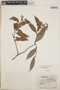 Gaultheria gracilis image