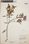 Gaultheria gracilis image