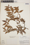 Gaultheria gracilis image