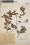 Gaultheria gracilis image
