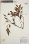 Gaultheria gracilis image