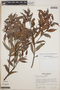 Gaultheria gracilis image