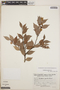 Gaultheria gracilis image