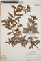Gaultheria gracilis image