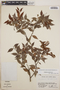Gaultheria gracilis image