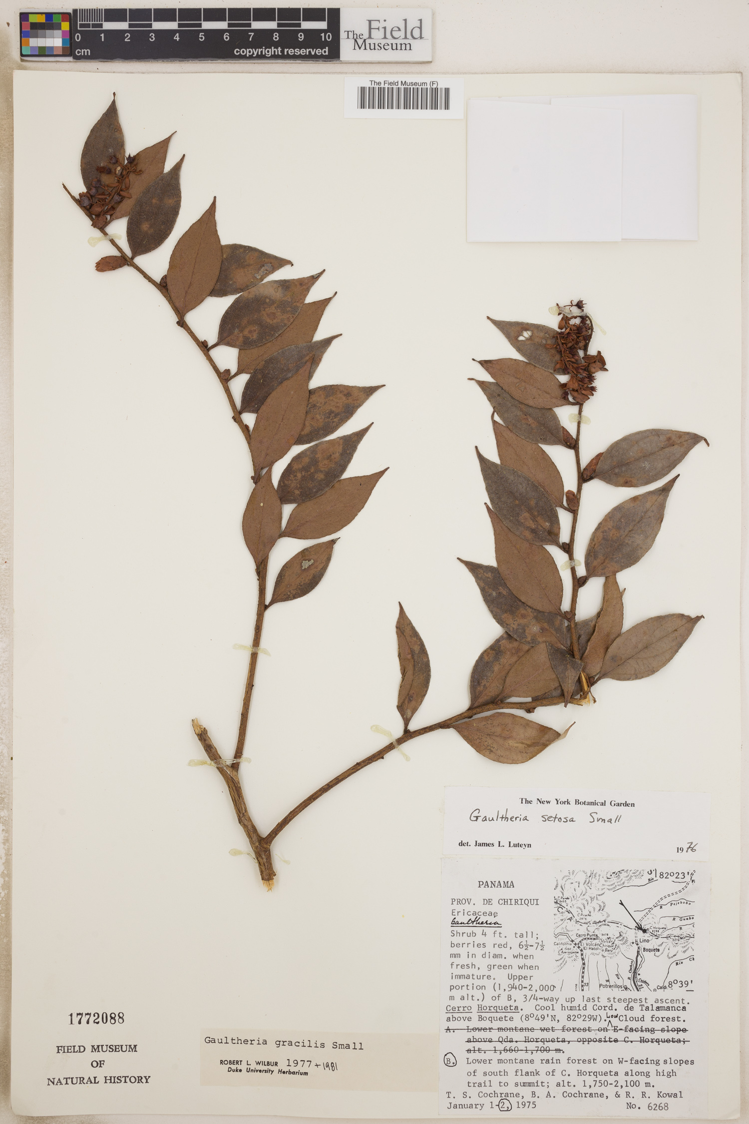 Gaultheria gracilis image