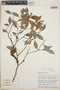 Gaultheria gracilis image