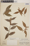 Gaultheria gracilis image