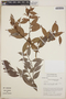 Gaultheria gracilis image