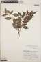 Gaultheria gracilis image