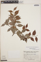Gaultheria gracilis image