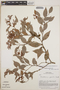 Gaultheria gracilis image