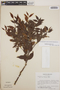 Gaultheria gracilis image
