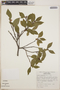 Lyonia squamulosa image