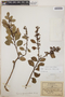 Lyonia squamulosa image
