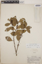 Lyonia squamulosa image