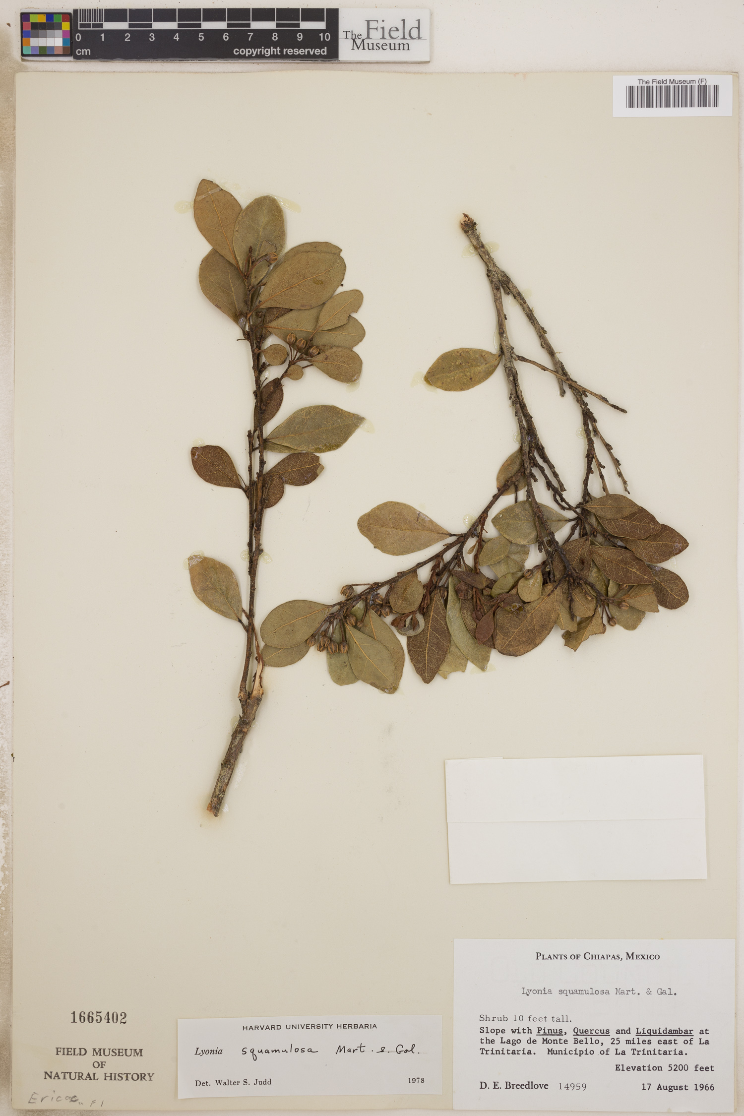 Lyonia squamulosa image