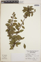Lyonia squamulosa image