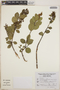 Lyonia squamulosa image