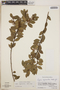 Lyonia squamulosa image
