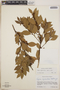Lyonia squamulosa image
