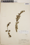Lyonia squamulosa image