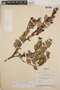 Lyonia squamulosa image