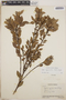 Lyonia squamulosa image