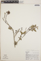 Lyonia squamulosa image