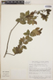 Lyonia squamulosa image