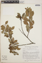 Lyonia squamulosa image